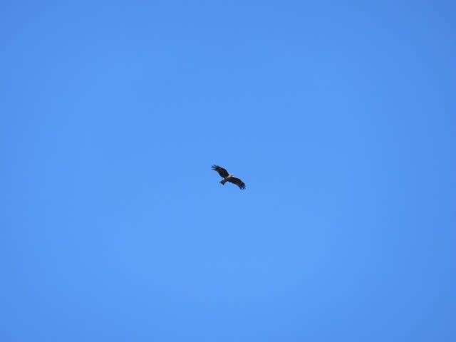 トンビとカラスの空の攻防 私的美遊空間 トンビとカラスの空の攻防 私的美遊空間