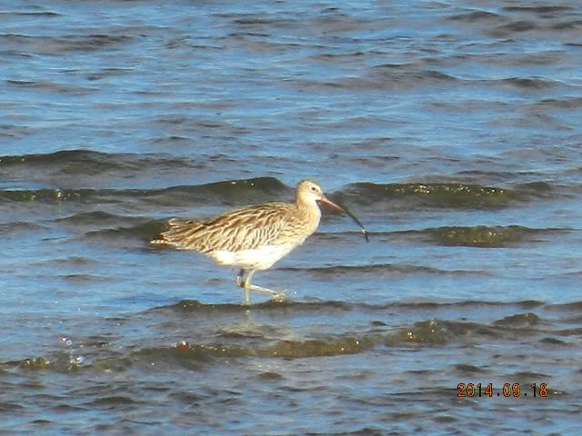 旅鳥・ダイシャクシギの画像