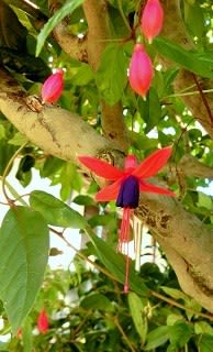 エンジェルスイヤリング 寿命 きのむくままに エンジェルスイヤリング 寿命 きのむくままに