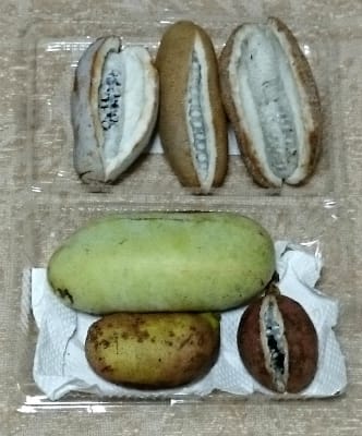 アケビじゃないよ ポポーだよ らんかみち アケビじゃないよ ポポーだよ らんかみち