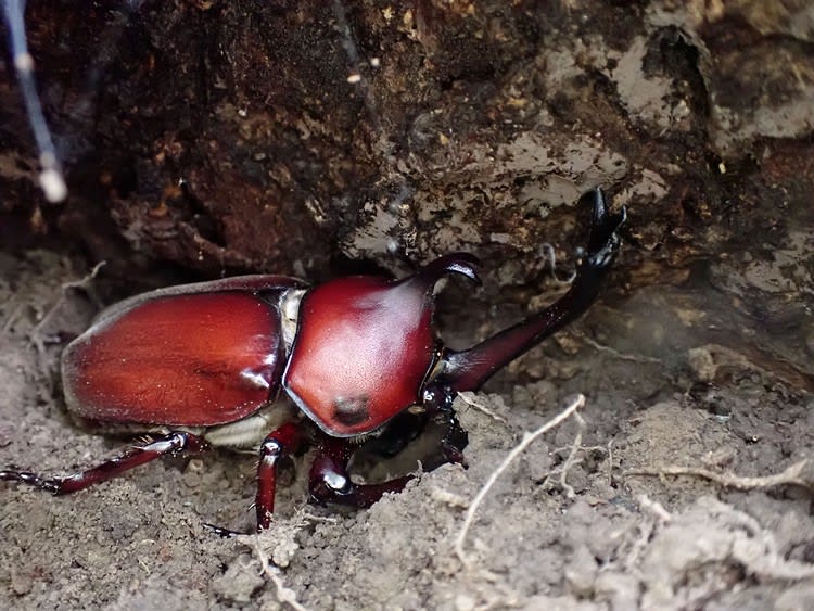 最近の昆虫から 赤いカブトムシほか 趣味の日々が発見