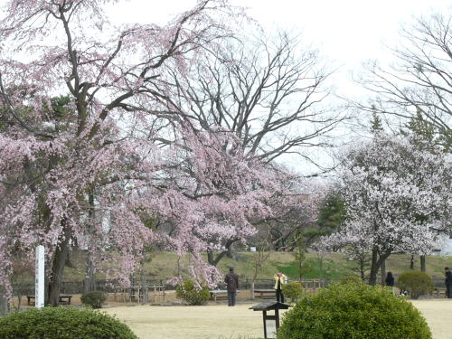 松本城の桜　2007/4/3