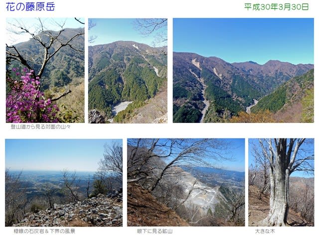 雪解けの藤原岳に登り 早春の花を満喫 名峰登山と草花