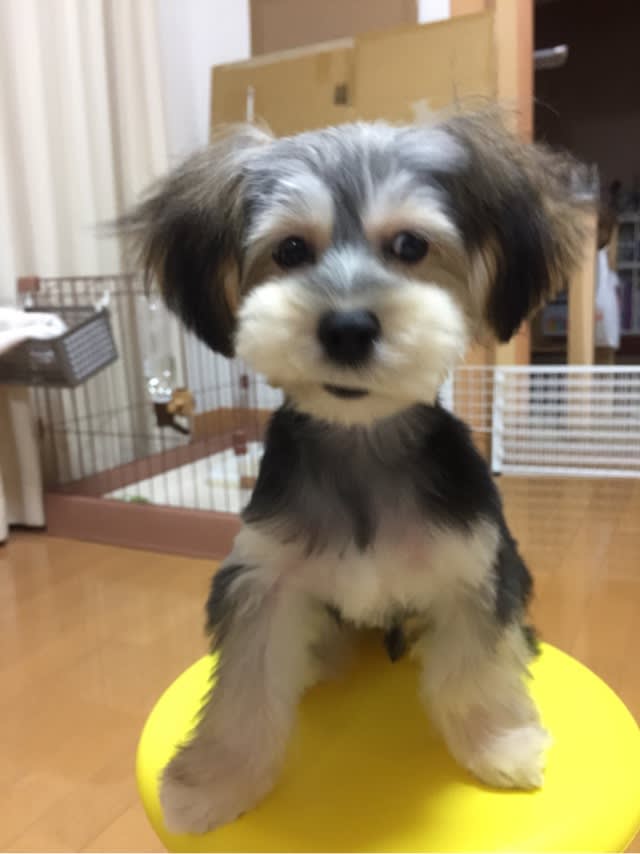 初カット マルキーと 初カット マルキーと