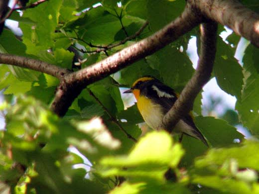 早朝鳥見 Narcissus Flycatcher グッドぐんま ２