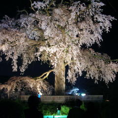 円山公園の夜の枝垂桜