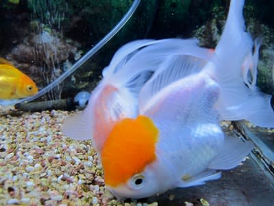 逆さでも モグモグ 金魚 In 香港 逆さでも モグモグ 金魚 In 香港