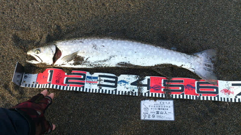 オロロンライン 海アメ海サクラダービー 4ページ目