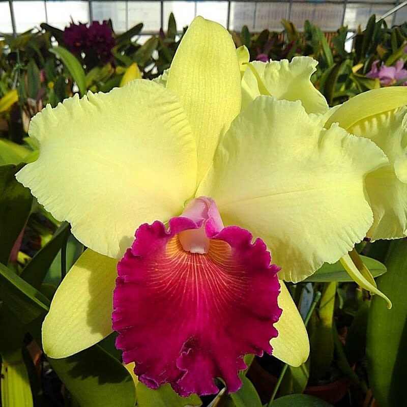 Rlc Hawaiian Echo Rie カトログ カトレヤ交配種のブログ Hybrid Cattleya S Blog Database