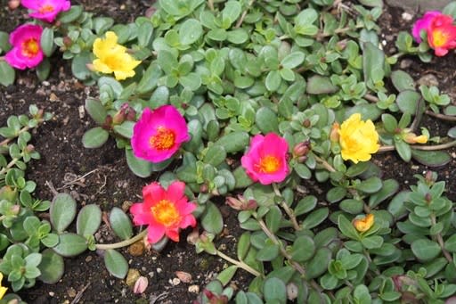 おはようの花 ポーチュラカ 8月 筑紫の国から 花つくし日記 おはようの花 ポーチュラカ 8月 筑紫の国から 花つくし日記