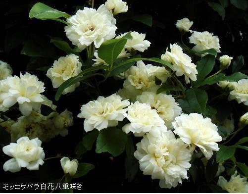 モッコウバラ 黄 白 一重 八重 5月 里山コスモスブログ モッコウバラ 黄 白 一重 八重 5月 里山コスモスブログ