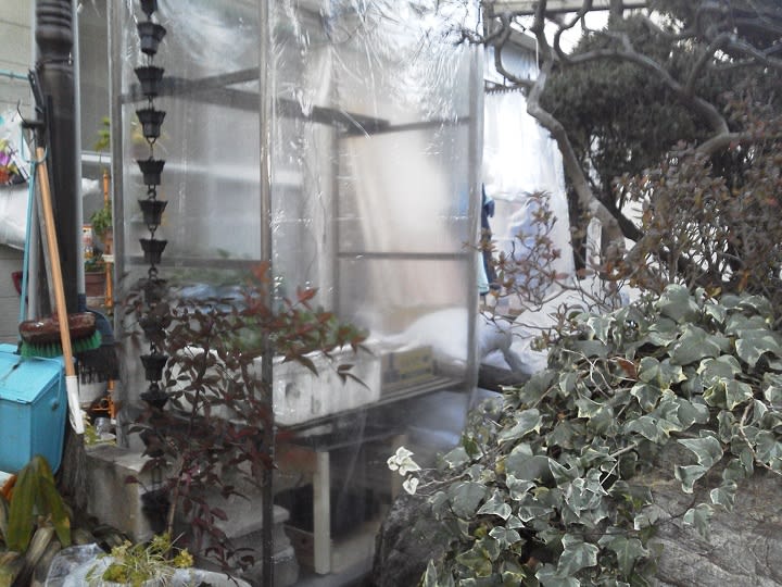 ２月１４日 ビニール温室自動保温システム自作 ビギナーの家庭菜園