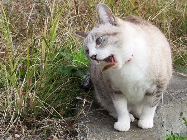 ピピチン 枯れた猫じゃらしを 食べる 猫のおもてなし