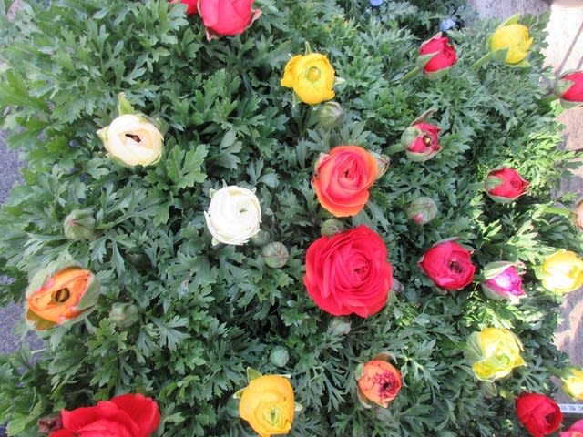 ラナンキュラス苗 ネモフィラ苗を入荷いたしました 花壇植え用 神奈川県 茅ケ崎市の花屋 さんこう生花店 のgooブログ