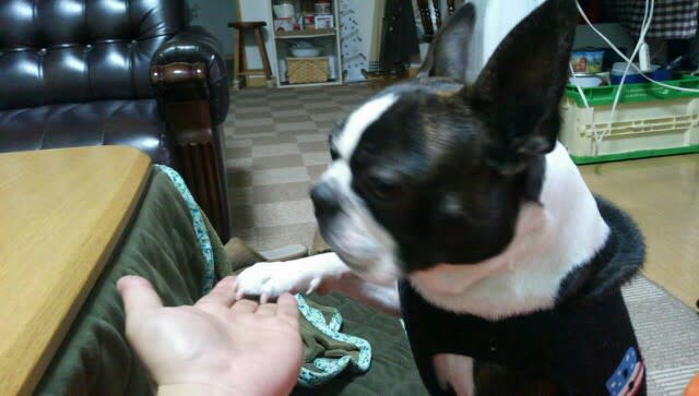 芸人 犬 イギー ボストンテリア イギーのつれづれノート