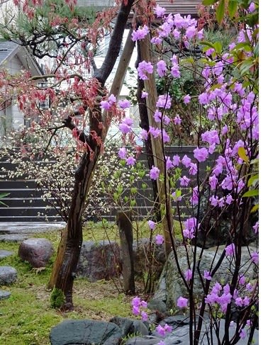 春雨の庭で咲く花木など Koba の庭 春夏秋冬