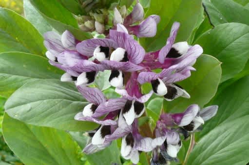 ソラマメの播種 白寿を目指す抗衰老ライフへの誘い ソラマメの播種 白寿を目指す抗衰老ライフへの誘い