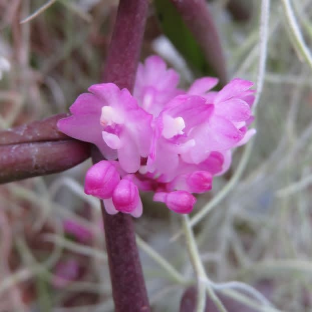 ういういしいピンクの小さな花がつくラン ステノグロティス ロゼア 蘭シリーズ 147 野の花 庭の花