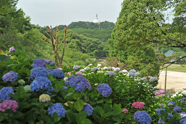 高塔山公園のあじさい 北九州市若松区 九州神社紀行 ブログ