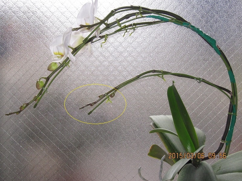 胡蝶蘭の蕾３つが開花 枝花茎の蕾の成長 蘭の楽しみ