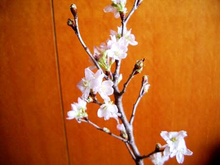 切り花の桜咲く 0 日々好日 いちよう