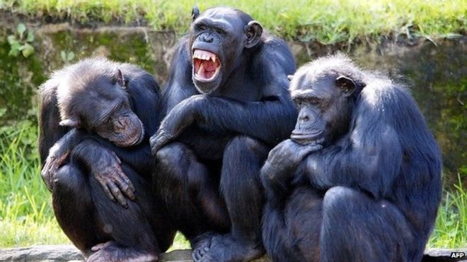 ニューヨーク法廷は チンパンジーのための人身保護令状を出した 世界メディア ニュースとモバイル マネー