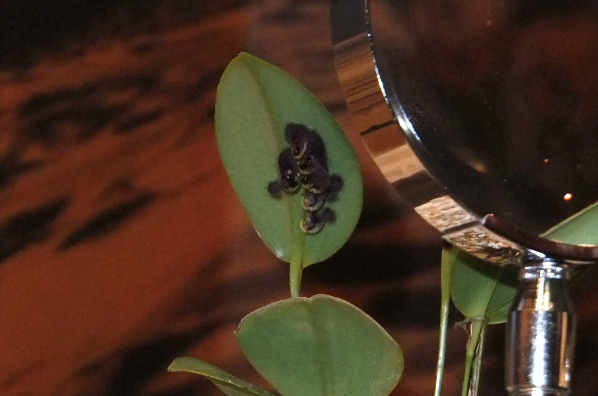 タランチュラオーキッド 季節の花 タランチュラオーキッド 季節の花