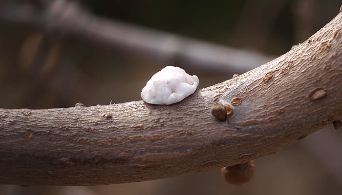 ツノロウカイガラムシ みつい台周辺の花と蝶