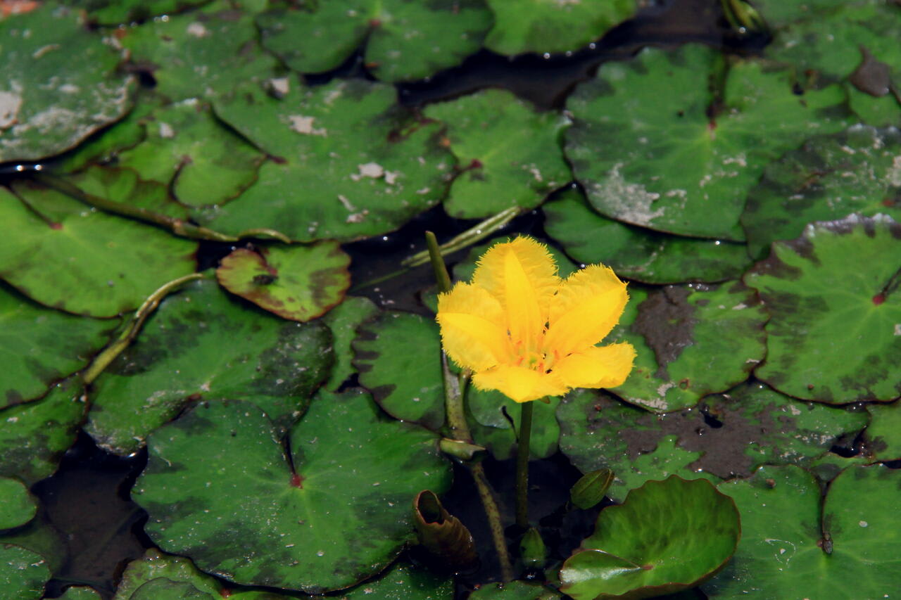 アサザの花の画像