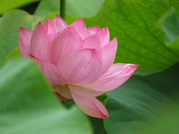駒木野庭園の蓮の花 高尾暮らし