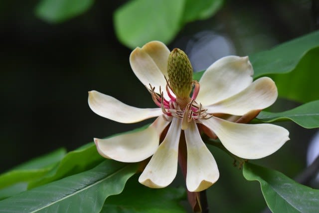 ホオノキ キリの花 行く川の流れ