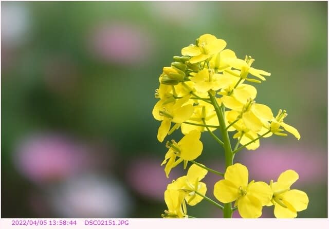 コマツナの花 菜の花 都内散歩 散歩と写真