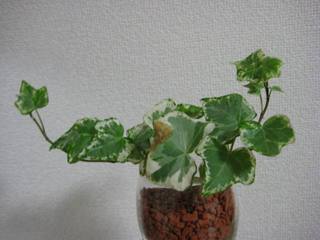 アイビー ハーレキン 葉っぱのギャラリー 植物の成長をあたたかく見守りつつ写真におさめていくブログ
