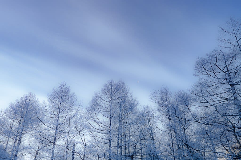 カラマツ霧氷と空の写真