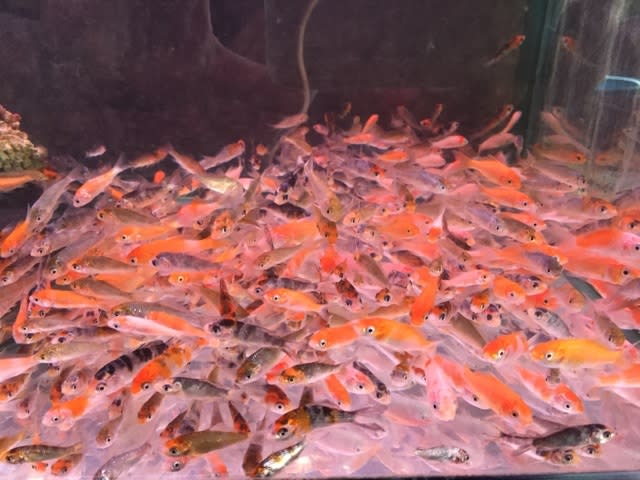 錦鯉 ベビー 熱帯魚 マーメイド