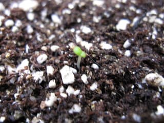 続々と発芽しています おおきくな れ 続々と発芽しています おおきくな れ