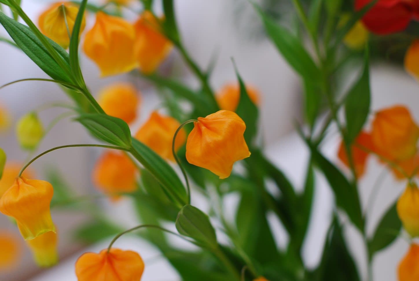 サンダーソニアのアレンジ 花と暮らす歓びを あなたにも 西宮のフラワースクール サンクフローラ