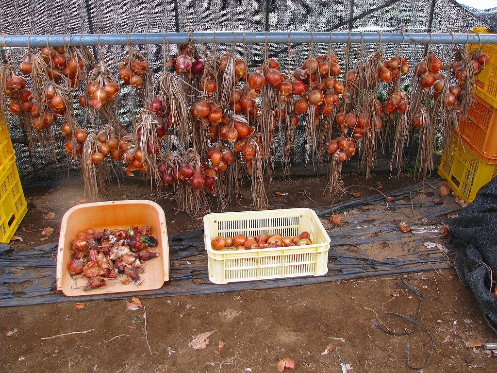 里芋掘り上げ Gamaの菜園 フォト日誌