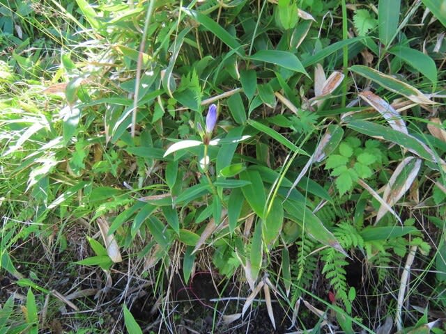 高ボッチ高原・鉢伏山で最近咲いている花　オヤマリンドウ（御山竜胆）