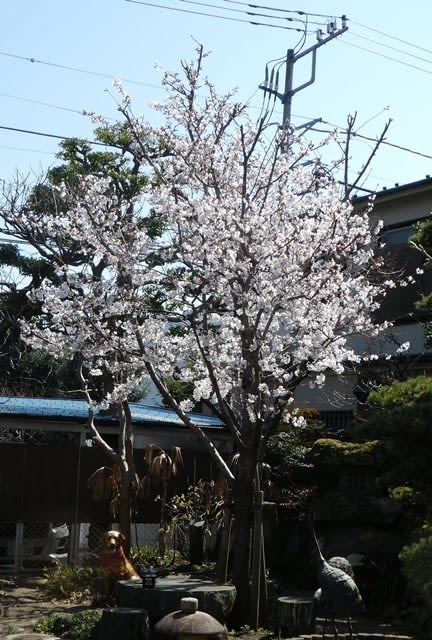 桜の木の寿命は60年 私の写真日記 桜の木の寿命は60年 私の写真日記