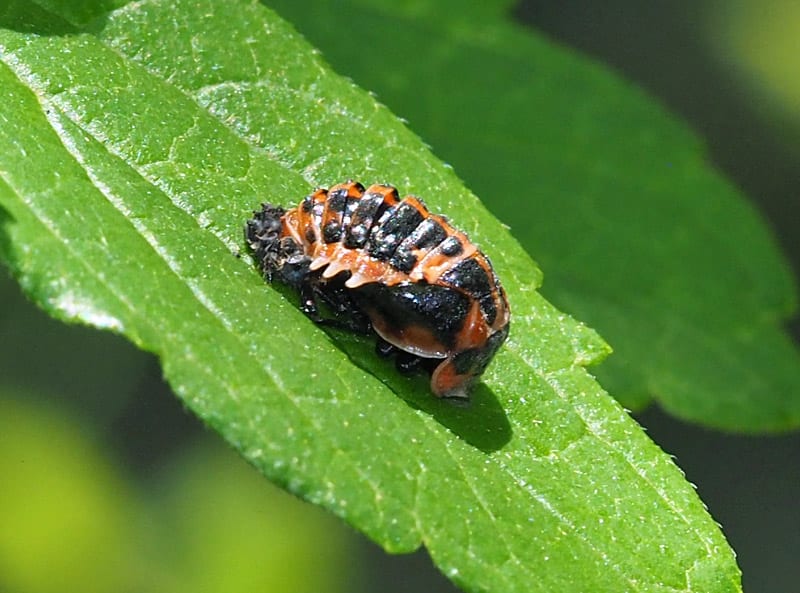 カメノコテントウ 蛹と成虫 南大沢昆虫便り