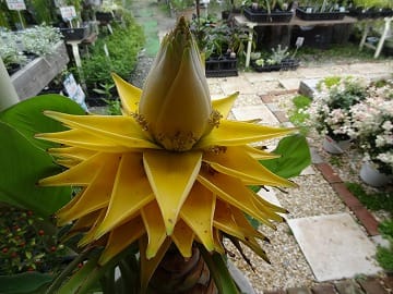 シラユキソウとバショウの花 気まぐれ写真