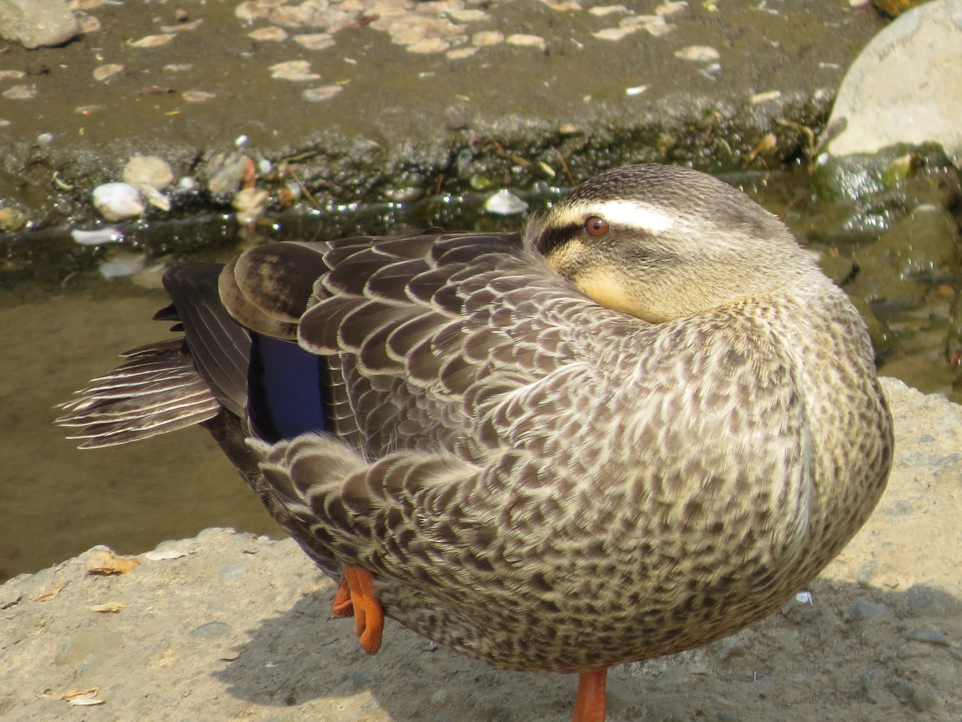 片足立ち 鳥少年 片足立ち 鳥少年