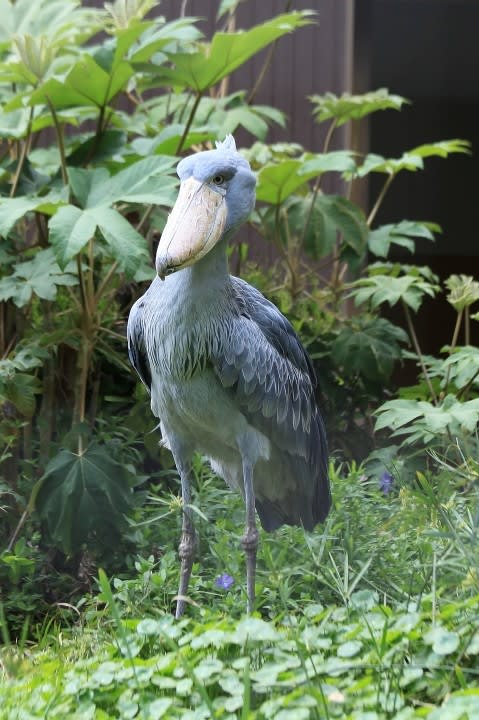 動物 のブログ記事一覧 イロイロ