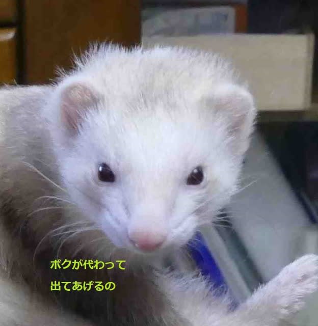 英語塾cmに フェレット フェレット軍団とかあちゃん