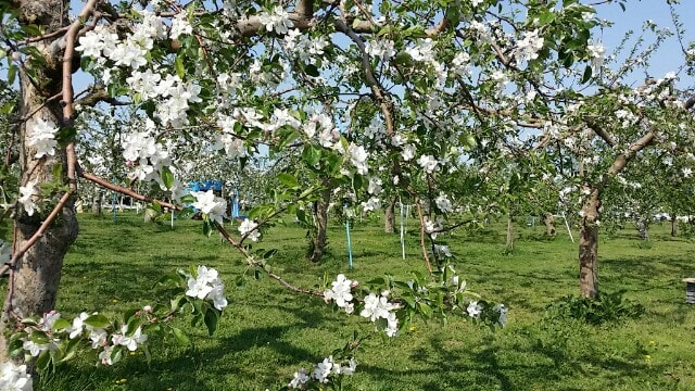 弘前りんご公園りんご花まつり 北国のもふもふ わがままマミーのひとりごと