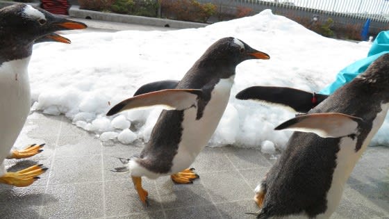 復活水族館 うみの杜水族館に行こう その３ ペンギン 可愛い過ぎるでしょ うさぎ学園 多趣味部