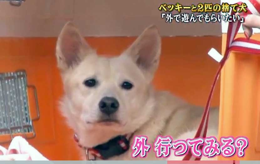 志村どうぶつ園 つぼみとわかば 犬の意志を尊重し過ぎでは オパールカズの おしゃれライフ ｉｎ 海外 旅とホワイトシェパードとラブ犬