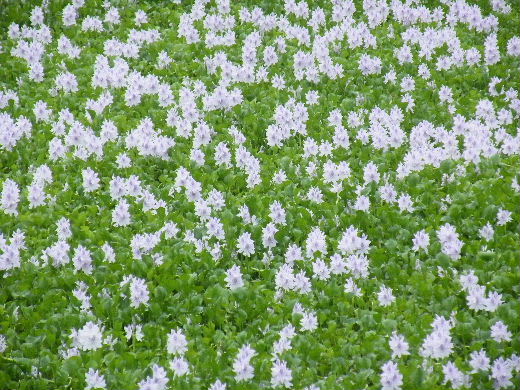 雨の中のホテイ草と額紫陽花の花 愛媛県宇和島市からの良いたより