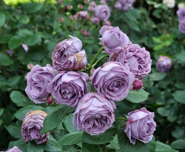 ちょっともの憂い、カインダ・ブルー - 花の公園・俳句 ｉｎｇ